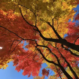 An abstract photograph depicting the transition of seasons through the vibrant colors of changing leaves, symbolizing the fluctuating levels of blood sugar stability throughout the year.